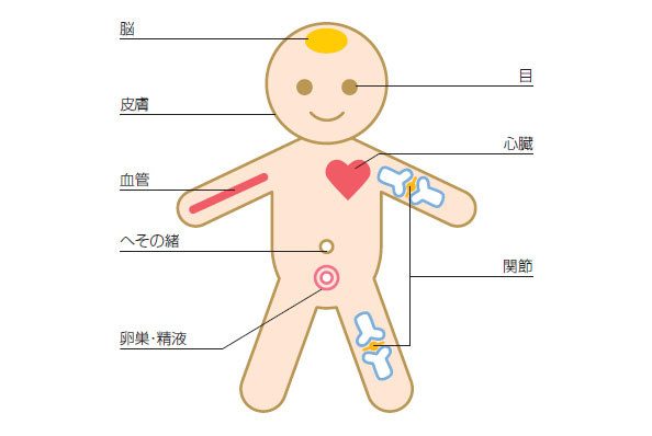 からだの中のヒアルロン酸